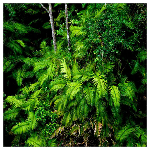 Rain Forests Gallery